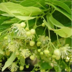 Tilleul Des Bois (Tilia Cordata) - Godet - Taille 20/40cm -Flore Riche Soldes Magasin 2719335 2