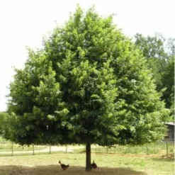 Tilleul Des Bois (Tilia Cordata) - Godet - Taille 20/40cm -Flore Riche Soldes Magasin 2719335 3