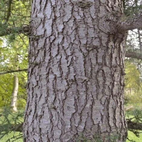 Cèdre Du Liban (Cedrus Libani) - Godet - Taille 13/25cm 4 Cèdre Du Liban (Cedrus Libani) - Godet - Taille 13/25cm – Image 2