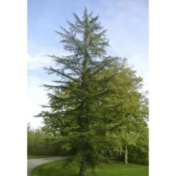 Cèdre Du Liban (Cedrus Libani) - Godet - Taille 13/25cm 7 Cèdre Du Liban (Cedrus Libani) - Godet - Taille 13/25cm -Flore Riche Soldes Magasin 2719344 3