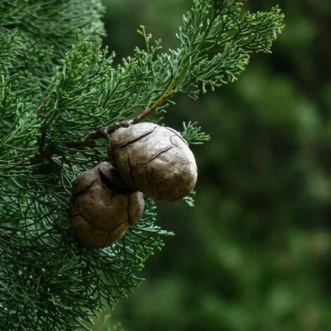 Cyprès De Provence (Cupressus Sempervirens) - Godet - Taille 15/30cm 4 Cyprès De Provence (Cupressus Sempervirens) - Godet - Taille 15/30cm – Image 2