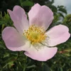 Eglantier Ou Rosier Des Chiens (Rosa Canina) - Godet - Taille 20/40cm -Flore Riche Soldes Magasin 2719351 1