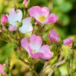 Eglantier Ou Rosier Des Chiens (Rosa Canina) - Godet - Taille 20/40cm -Flore Riche Soldes Magasin 2719351 3