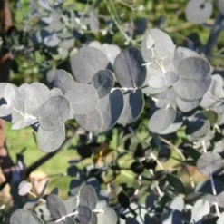 Eucalyptus (Eucalyptus Gunnii) - Godet - Taille 13/25cm -Flore Riche Soldes Magasin 2719353 2