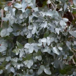 Eucalyptus (Eucalyptus Gunnii) - Godet - Taille 13/25cm -Flore Riche Soldes Magasin 2719353 3