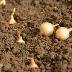 Oignon Jaune Stuttgarter Riesen. Bulbes à Planter - Filet 1 Kg -Flore Riche Soldes Magasin 27324753 4