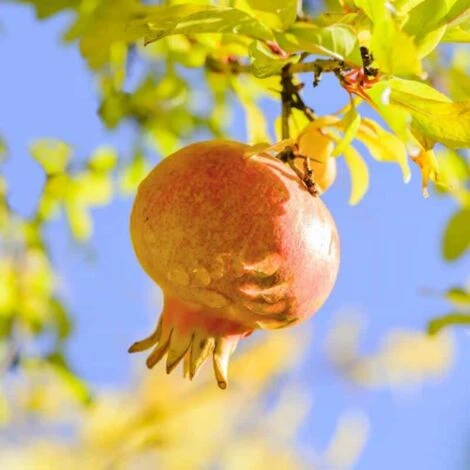 Grenadier (Punica Granatum) - Godet - Taille 13/25cm 3 Grenadier (Punica Granatum) - Godet - Taille 13/25cm