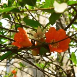 Grenadier (Punica Granatum) - Godet - Taille 13/25cm 6 Grenadier (Punica Granatum) - Godet - Taille 13/25cm -Flore Riche Soldes Magasin 2753070 2