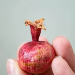 Grenadier (Punica Granatum) - Godet - Taille 13/25cm 7 Grenadier (Punica Granatum) - Godet - Taille 13/25cm -Flore Riche Soldes Magasin 2753070 3