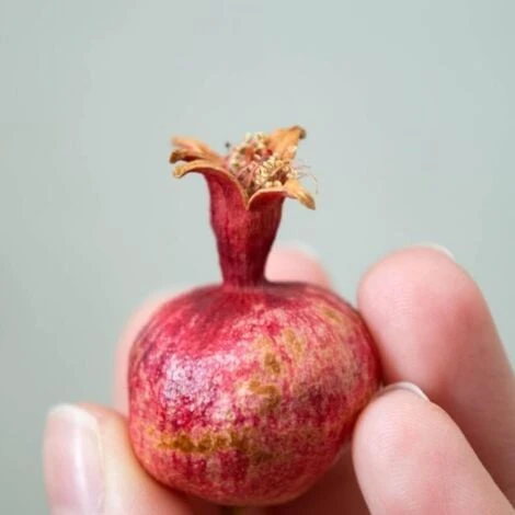 Grenadier (Punica Granatum) - Godet - Taille 13/25cm 5 Grenadier (Punica Granatum) - Godet - Taille 13/25cm – Image 3