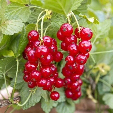 Groseillier à Grappes (Ribes Rubrum) - Godet - Taille 15/30cm 3 Groseillier à Grappes (Ribes Rubrum) - Godet - Taille 15/30cm