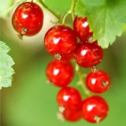 Groseillier à Grappes (Ribes Rubrum) - Godet - Taille 15/30cm 5 Groseillier à Grappes (Ribes Rubrum) - Godet - Taille 15/30cm -Flore Riche Soldes Magasin 2753071 2