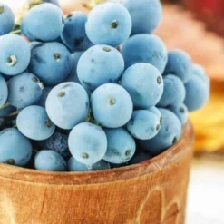 Mahonia à Feuilles De Houx (Mahonia 'Aquifolium') - Godet - Taille 20/40cm -Flore Riche Soldes Magasin 2753072 4