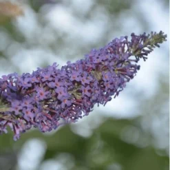Arbre à Papillons (Buddleia Davidii) - Godet - Taille 20/40cm -Flore Riche Soldes Magasin 2753074 3
