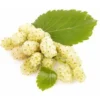 Mûrier Blanc (Morus Alba) - Godet - Taille 10/15cm -Flore Riche Soldes Magasin 2753090 1