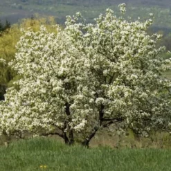 Mûrier Blanc (Morus Alba) - Godet - Taille 10/15cm 8 Mûrier Blanc (Morus Alba) - Godet - Taille 10/15cm -Flore Riche Soldes Magasin 2753090 3