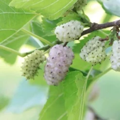 Mûrier Blanc (Morus Alba) - Godet - Taille 10/15cm 9 Mûrier Blanc (Morus Alba) - Godet - Taille 10/15cm -Flore Riche Soldes Magasin 2753090 4