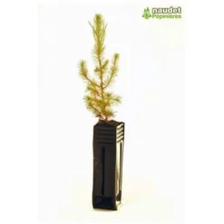 Pin D'Alep (Pinus Halepensis) - Godet - Taille 13/25cm -Flore Riche Soldes Magasin 2753091 2