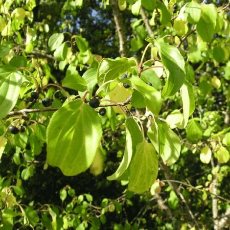 Nerprun Purgatif (Rhamnus Cathartica) - Godet - Taille 13/25cm 3 Nerprun Purgatif (Rhamnus Cathartica) - Godet - Taille 13/25cm