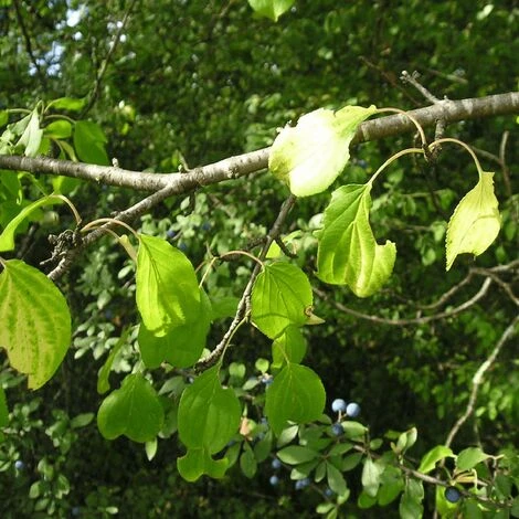 Nerprun Purgatif (Rhamnus Cathartica) - Godet - Taille 13/25cm 4 Nerprun Purgatif (Rhamnus Cathartica) - Godet - Taille 13/25cm – Image 2