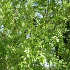 Nerprun Purgatif (Rhamnus Cathartica) - Godet - Taille 13/25cm 9 Nerprun Purgatif (Rhamnus Cathartica) - Godet - Taille 13/25cm -Flore Riche Soldes Magasin 2753094 3