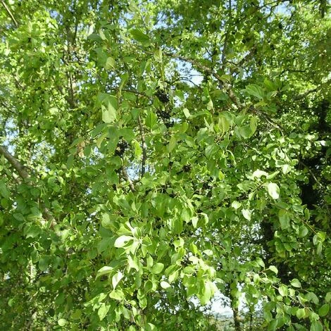 Nerprun Purgatif (Rhamnus Cathartica) - Godet - Taille 13/25cm 5 Nerprun Purgatif (Rhamnus Cathartica) - Godet - Taille 13/25cm – Image 3