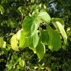 Nerprun Purgatif (Rhamnus Cathartica) - Godet - Taille 13/25cm 10 Nerprun Purgatif (Rhamnus Cathartica) - Godet - Taille 13/25cm -Flore Riche Soldes Magasin 2753094 4