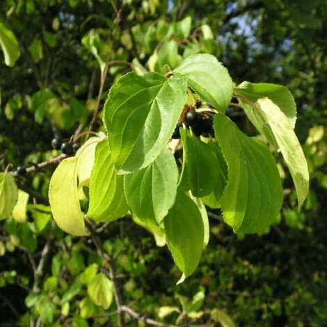 Nerprun Purgatif (Rhamnus Cathartica) - Godet - Taille 13/25cm 6 Nerprun Purgatif (Rhamnus Cathartica) - Godet - Taille 13/25cm – Image 4