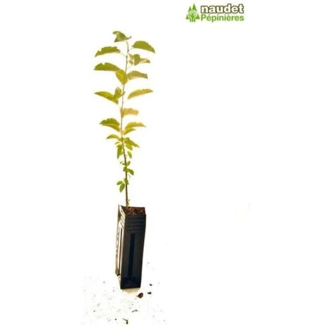 Nerprun Purgatif (Rhamnus Cathartica) - Godet - Taille 13/25cm 7 Nerprun Purgatif (Rhamnus Cathartica) - Godet - Taille 13/25cm – Image 5