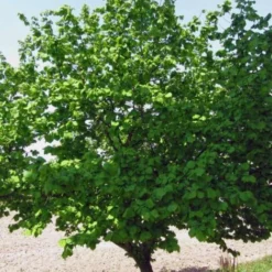 Noisetier Commun Ou Coudrier (Corylus Avellana) - Godet - Taille 20/40cm -Flore Riche Soldes Magasin 2753095 2