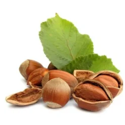 Noisetier Commun Ou Coudrier (Corylus Avellana) - Godet - Taille 20/40cm -Flore Riche Soldes Magasin 2753095 4