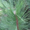 Pin De Salzmann (Pinus Nigra Salzmanii) - Godet - Taille 13/25cm -Flore Riche Soldes Magasin 2753096 1
