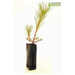 Pin De Salzmann (Pinus Nigra Salzmanii) - Godet - Taille 13/25cm -Flore Riche Soldes Magasin 2753096 3