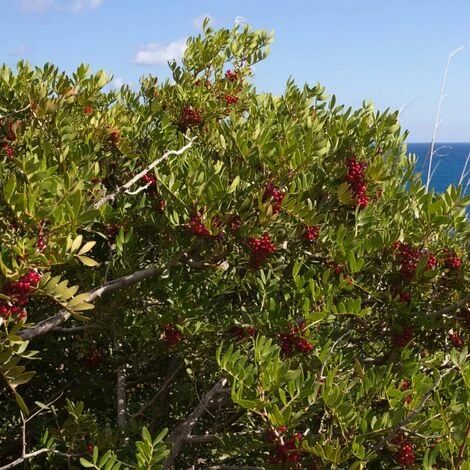 Pistachier Lentisque (Pistacia Lentiscus) - Godet - Taille 15/30cm 3 Pistachier Lentisque (Pistacia Lentiscus) - Godet - Taille 15/30cm