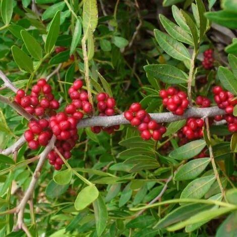 Pistachier Lentisque (Pistacia Lentiscus) - Godet - Taille 15/30cm 4 Pistachier Lentisque (Pistacia Lentiscus) - Godet - Taille 15/30cm – Image 2