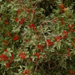 Pistachier Lentisque (Pistacia Lentiscus) - Godet - Taille 15/30cm 8 Pistachier Lentisque (Pistacia Lentiscus) - Godet - Taille 15/30cm -Flore Riche Soldes Magasin 2753099 3