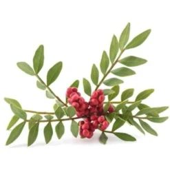 Pistachier Lentisque (Pistacia Lentiscus) - Godet - Taille 15/30cm 9 Pistachier Lentisque (Pistacia Lentiscus) - Godet - Taille 15/30cm -Flore Riche Soldes Magasin 2753099 4