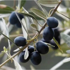 Olivier Commun (Olea Europaea 'Sylvestris') - Godet - Taille 20/40cm