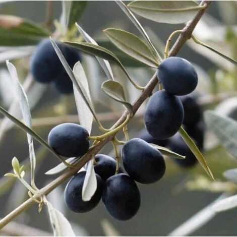 Olivier Commun (Olea Europaea 'Sylvestris') - Godet - Taille 20/40cm 3 Olivier Commun (Olea Europaea 'Sylvestris') - Godet - Taille 20/40cm