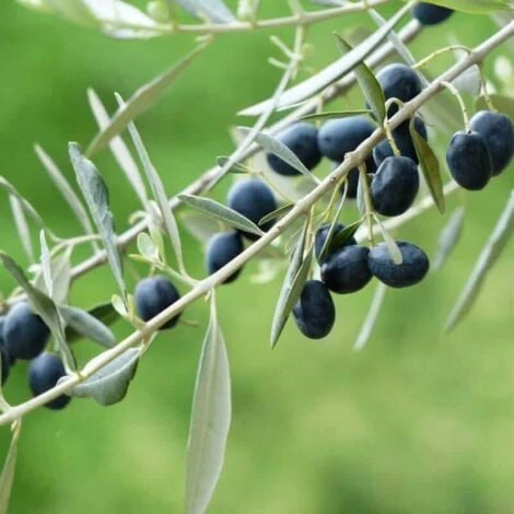 Olivier Commun (Olea Europaea 'Sylvestris') - Godet - Taille 20/40cm 4 Olivier Commun (Olea Europaea 'Sylvestris') - Godet - Taille 20/40cm – Image 2