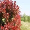 Photinia (Photinia Fraseri 'Red Robin') - Godet - Taille 20/40cm -Flore Riche Soldes Magasin 2753107 1