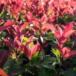 Photinia (Photinia Fraseri 'Red Robin') - Godet - Taille 20/40cm -Flore Riche Soldes Magasin 2753107 2