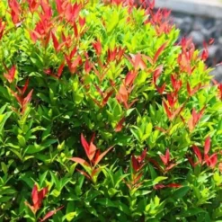 Photinia (Photinia Fraseri 'Red Robin') - Godet - Taille 20/40cm -Flore Riche Soldes Magasin 2753107 3