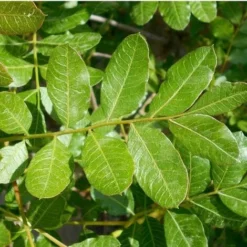 Pistachier Térébinthe (Pistacia Terebinthus) - Godet - Taille 15/30cm -Flore Riche Soldes Magasin 2753108 2