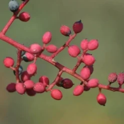 Pistachier Térébinthe (Pistacia Terebinthus) - Godet - Taille 15/30cm -Flore Riche Soldes Magasin 2753108 3