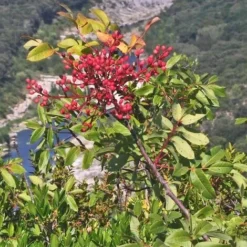 Pistachier Térébinthe (Pistacia Terebinthus) - Godet - Taille 15/30cm -Flore Riche Soldes Magasin 2753108 4