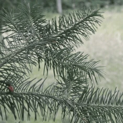 Douglas Vert (Pseudotsuga Menziesii) - Godet - Taille 20/40cm 3 Douglas Vert (Pseudotsuga Menziesii) - Godet - Taille 20/40cm