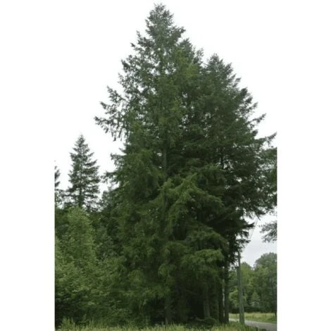 Douglas Vert (Pseudotsuga Menziesii) - Godet - Taille 20/40cm 4 Douglas Vert (Pseudotsuga Menziesii) - Godet - Taille 20/40cm – Image 2
