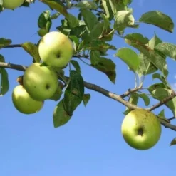Pommier Sauvage (Malus Sylvestris) - Godet - Taille 20/40cm -Flore Riche Soldes Magasin 2753115 3