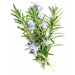 Romarin Officinal (Rosmarinus Officinalis) - Godet - Taille 13/25cm